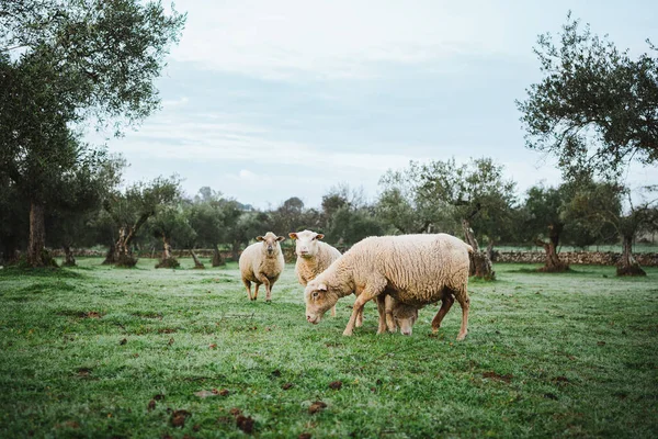 Prise Vue Troupeau Paisible Moutons Mangeant Herbe Campagne Espagne — Photo