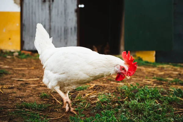 stock image Shot of a red-crested white hen walking in a farm in Spain.