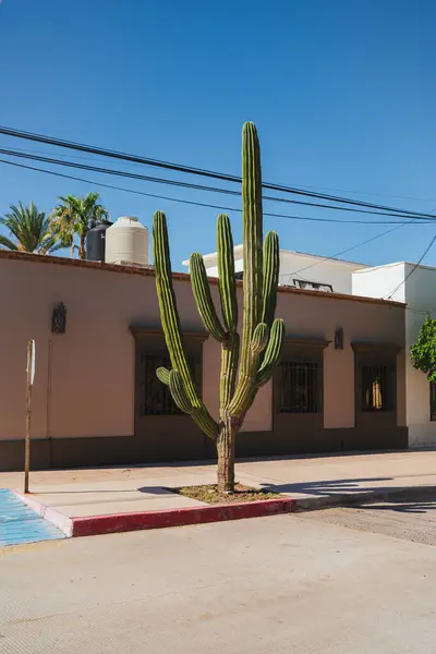 La Paz, Meksika 'da bir sokakta kaktüs. Baja California 'da güneşli bir gün