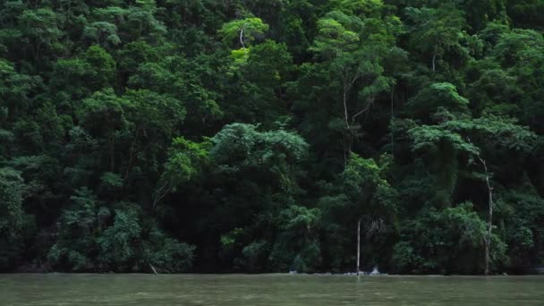 Regenwaldbäume Vom Boot Aus Sumidero Canyon Chiapas Mexiko — Stockvideo