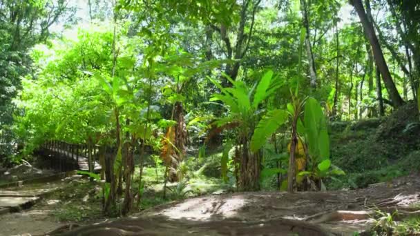 Arborele Banane Vegetația Pădurilor Tropicale Din Agua Azul Chiapas Mexic — Videoclip de stoc