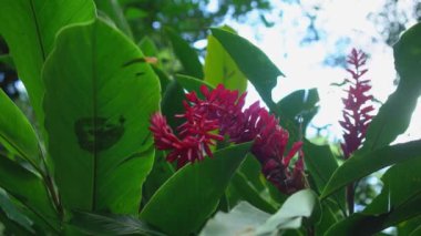 Meksika, Chiapas 'taki yağmur ormanlarında yeşil bitki örtüsüyle çevrili kırmızı çiçek.