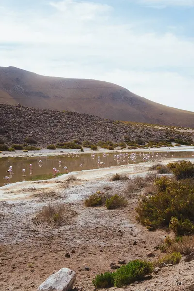 Atacama Çölü, Şili 'deki Flamingolar