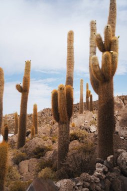 Salar de Uyuni 'deki İncahuasi adasındaki büyük kaktüs tuz düzlükleri, Bolivya