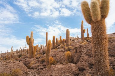 Salar de Uyuni tuz düzlüklerindeki İncahuasi adasındaki güzel kaktüsler, Bolivya