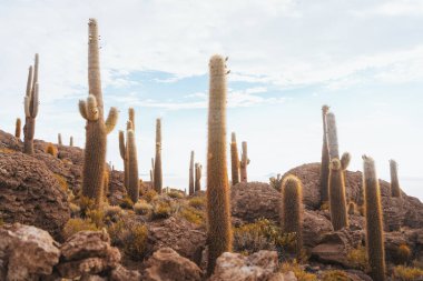 Bolivya, Salar de Uyuni 'deki İncahuasi adasında büyük güzel bir kaktüs.