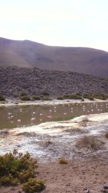 Atacama Çölü, Şili 'deki Flamingolar