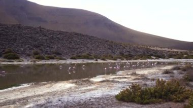 Atacama Çölü, Şili 'deki Flamingo gölünün manzara görüntüsü.