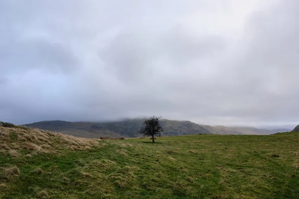 Arbre Solitaire Sur Une Colline Près Keswick Cumbria Angleterre — Photo