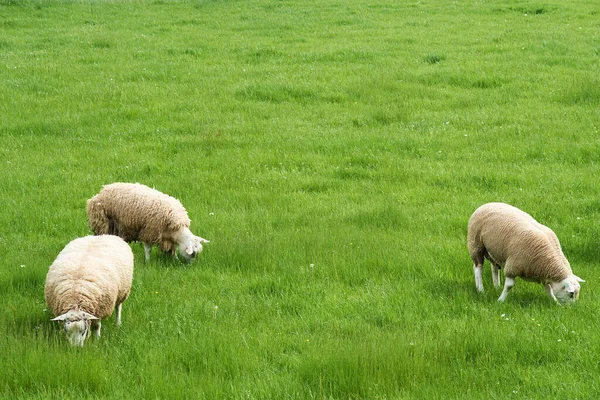 Sheeps Grass Field Cumbria England Egyesült Királyság — Stock Fotó