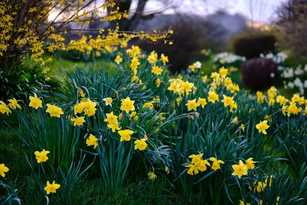 Sarı Nergis Narcissus Çiçekleri Seçici Odak Yeşil Çimen Arka Plan — Stok fotoğraf