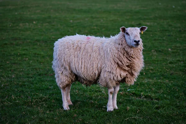 Moutons Sur Champ Herbe Cumbria Angleterre Royaume Uni — Photo