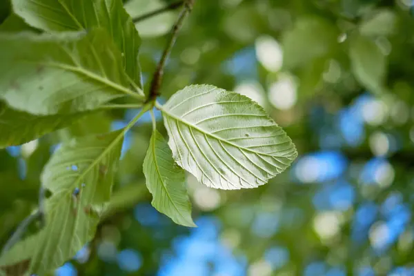 Зелене Листя Гілці Дерева Крупним Планом Вибірковий Фокус Фон — стокове фото