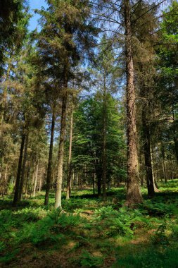 Eğreltiotu yaprakları ve çam ağaçları olan orman