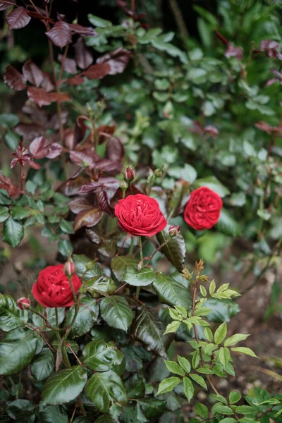 Růže Květiny Zahradě Selektivní Zaměření — Stock fotografie