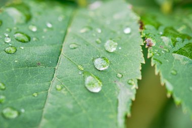 Yeşil yaprağa damlalar, makro yakın çekim