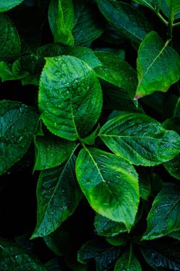 Gölgelerde yağmur damlaları, koyu arkaplan