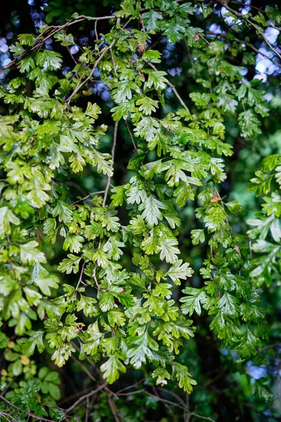 ホーソーンツリーは野生の 選択的な焦点で葉 — ストック写真