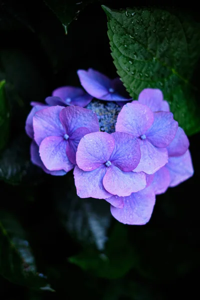 庭のハイドレンジアブルーと紫の花 — ストック写真