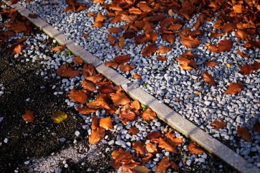 Beton kaldırımda ya da kaldırımda sonbahar yaprakları ya da yapraklar, seçici odak
