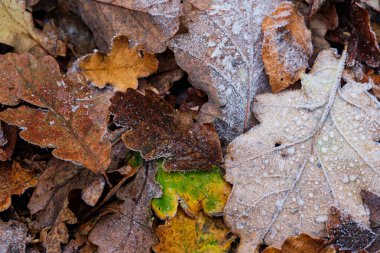 Donmuş yeşillik, sonbaharın sonu, kış mevsiminin başı.