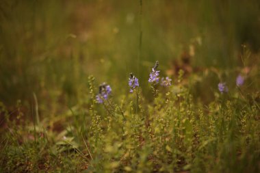 Baharda çayırlarda açan küçük mor kır çiçekleri..