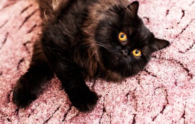 Pembe halıda uzanan parlak sarı gözlü tüylü siyah kedi..