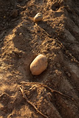 Kurumuş topraklarda tek başına duran patates, akşam ışığında fotoğraflandı. Çiftçilik, hasat ve organik gıda üretimi sembolü.