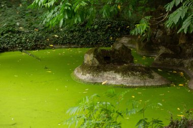 Çimenli ağaçlar ve yapraklarla çevrili yeşil ördek otuyla kaplı bir gölette yosunlu bir taş. Sahne gizemli ve zaman tarafından dokunulmamış hissettiriyor..