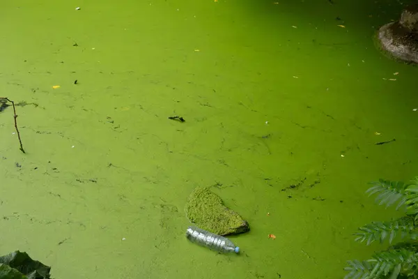 Ördek otuyla kaplı bir havuzda yüzen, kirliliği ve çevresel sorunları sembolize eden bir plastik şişe..