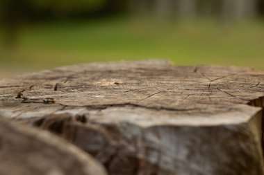 Görünür büyüme halkaları ve çatlakları olan, doğayı, yaşı ve zamanın geçişini sembolize eden tahta bir ağaç kütüğünün yakın çekimi..