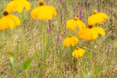 Kuru bir yaz otlağının arka planında mor kır çiçekleriyle bulanık sarı koni çiçekleri.