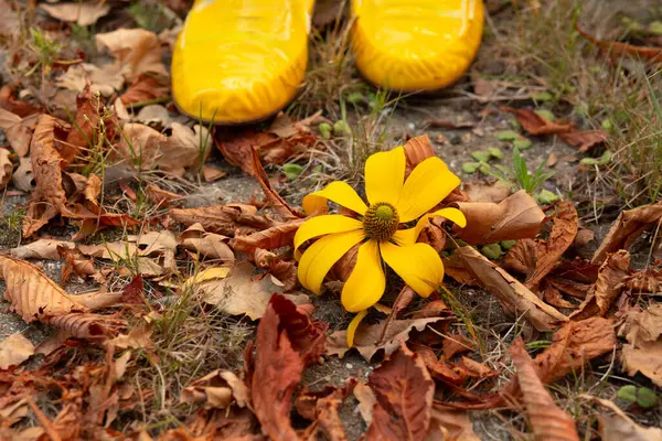 Kuru sonbahar yapraklarında yatan sarı çiçek, arka planda sarı ayakkabılar, sonbahar mevsiminin ve doğa bağlantısının sembolü..