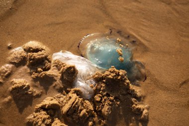 Deniz kıyısında kum ve plastik torbayla kaplı bir denizanasının yakın çekimi..