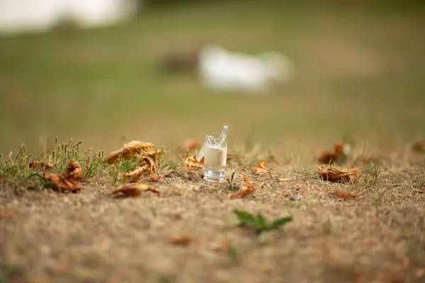 Parktaki yeşil çimlerin üzerinde duran cam şişe insan ihmalkârlığını ve kirliliğini gösteriyor..