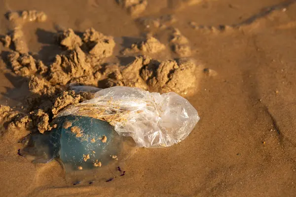 Plastik torba kumsalda bir denizanasıyla dolanıyor. Okyanus kirliliği ve deniz yaşamı üzerindeki insan etkisini simgeliyor..