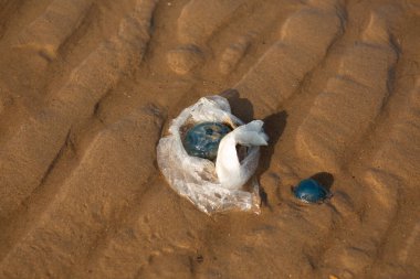 Plastik torba kumlu sahilde denizanası ile dolanıyor. Deniz kirliliğinin ve ekosistem tehdidinin güçlü sembolü..