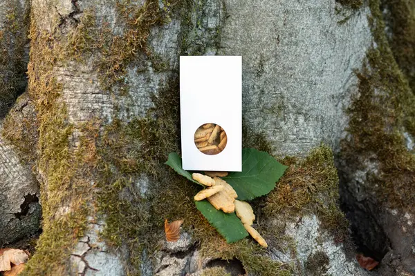 Ağaç kabuğu arka planında yeşil bir yaprağa yerleştirilmiş taşralı şekilli kurabiyeler. Fırın markalaşması, eko ambalaj ve doğal ürün modellemeleri için mükemmel..