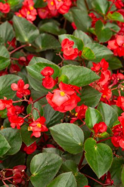 Yemyeşil yapraklarla açan kırmızı çiçeklerin yakın çekimi. Parlak doğal makro çekim botanik tasarım, ekolojik markalaşma ve çiçek modellemesi için idealdir..