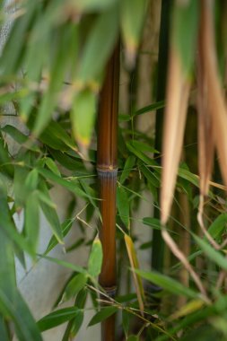 Doğal gölgelendirme ve çevreleyen yeşil yapraklı koyu bambu sapının dikey yakın çekimi. Botanik makro fotoğraf sürdürülebilirliği ve Asya kültürünü simgeliyor.
