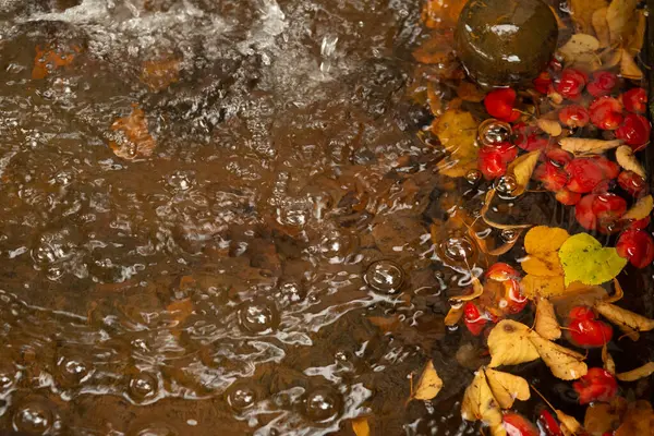 Su yüzeyinde kabarcıklar ve sonbahar yaprakları doğal bir soyut arkaplan oluşturur. Mevsimlik gıda tasarımı, eko markalaşma ya da kırsal ambalajlama için mükemmel.