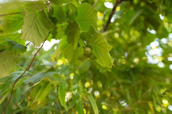 Fındık ağacında yetişen yeşil fındıklı ve yaz güneşinde taze yapraklı yakın çekim. Doğal botanik arka plan organik gıda ve hasadı sembolize ediyor..
