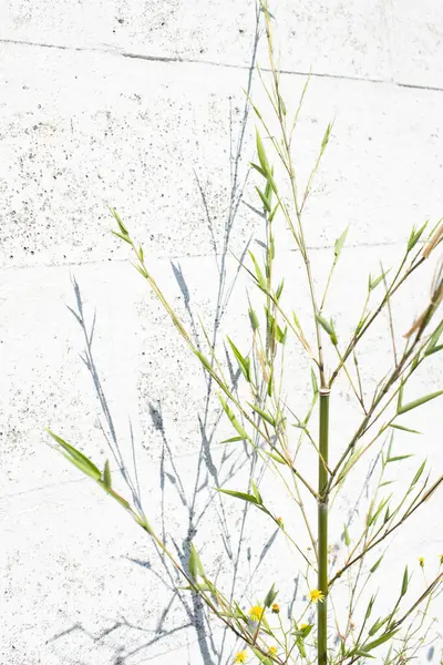 Temiz beyaz bir duvara karşı dar yeşil yapraklı genç bambu sapının dikey görüntüsü. Modern eko yaşam tarzı ayrıntıları.