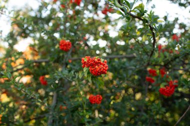 Canlı kırmızı böğürtlen demeti bulanık doğal yeşil arkaplan, botanik yakın plan.