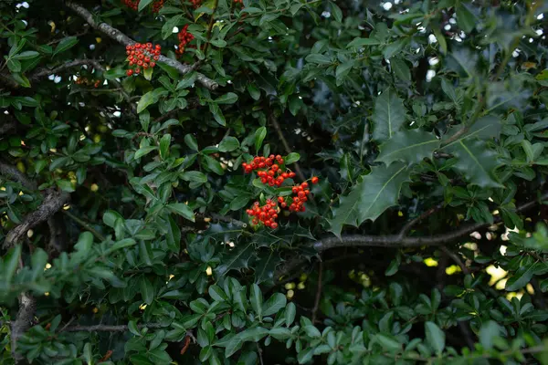 Yoğun yeşil yapraklar arasında büyüyen parlak kırmızı meyvelerin yakın çekimi, keskin yapraklar ve vahşi dokularla doğal sonbahar arkaplanı.