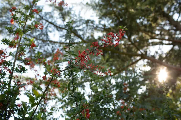 Kırmızı böğürtlen dalları arka planda orman ağaçları, açık hava sonbahar sahnesi ile güneş ışığına doğru uzanır..