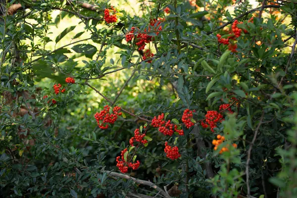 Doğal gün ışığında yemyeşil yapraklarla çevrili yoğun kırmızı böğürtlen kümeleri, süsleme ayrıntıları.