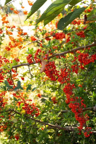 Dalların üzerinde parlak kırmızı ve turuncu meyveler, altın güneş ışığıyla aydınlatılmış, yemyeşil yapraklar ılık sonbahar manzarası yaratıyor..