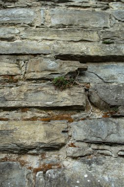 Sarmaşık sarmaşıklarının dikey fotoğrafı güneş ışığında eski bir taş duvarda asılı duruyor..