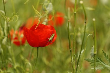 Bahar zamanı dağ gelinciği tarlası
